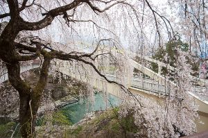 令和6年飯田春の観光まつり 名勝天龍峡温泉 天龍峡花祭り