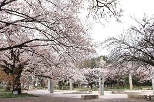 【桜・見ごろ】武蔵野公園