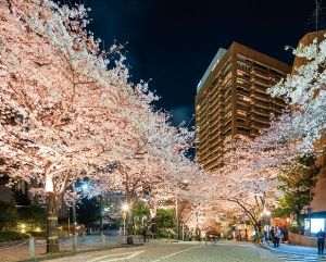 ARK HILLS 桜のライトアップ 2024