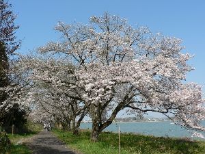 【桜・見ごろ】湖山池青島公園