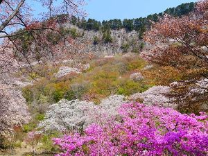 屏風岩公苑　山桜ライトアップ