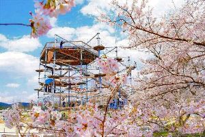 【桜・見ごろ】滋賀農業公園ブルーメの丘