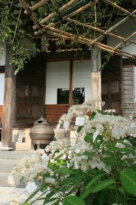 【あじさい・見ごろ】光則寺 ヤマアジサイ