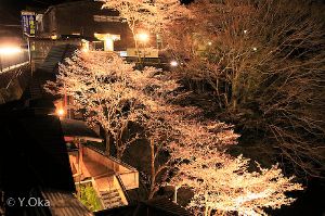 十津川温泉夜桜ライトアップ