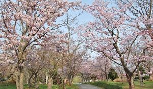 古丹別緑ヶ丘公園桜まつり