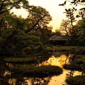 蛍が舞い飛ぶ ー トワイライト日本庭園の特別鑑賞