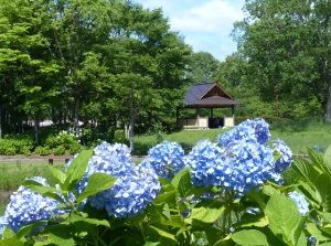 【あじさい・見ごろ】もりやま芦刈園