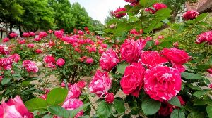 【花・見ごろ】滋賀農業公園ブルーメの丘　春バラ