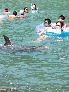 くじらに出会える海水浴場