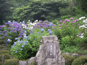 【あじさい・見ごろ】月見の森
