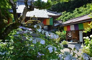 三光寺 あじさい祭り