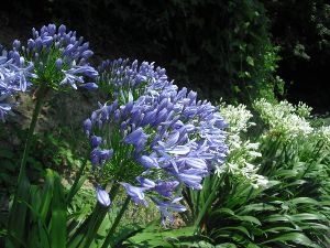 くりはま花の国　青い花まつり
