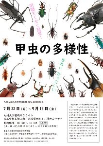 甲虫の多様性