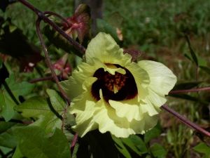 【花・見ごろ】錦織公園　綿の花
