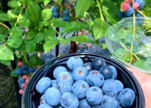 AWA Blueberry ファーム ブルーベリー狩り