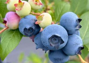 那賀川BLUEBERRY みき農園 ブルーベリー狩り