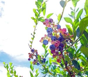 ベリーベリーファームわきまち ブルーベリー狩り