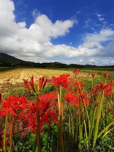 みやわか彼岸花ウォーク2024＜中止となりました＞