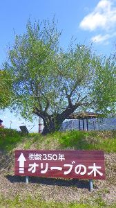 江田島オリーブの収穫体験