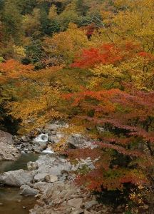 【紅葉・見ごろ】奥滝山峡