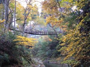 【紅葉・見ごろ】かずら橋周辺