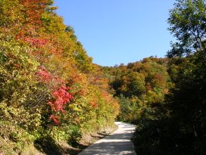 【紅葉・見ごろ】部子山