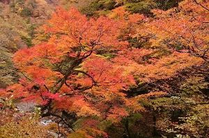 【紅葉・見ごろ】中津峡