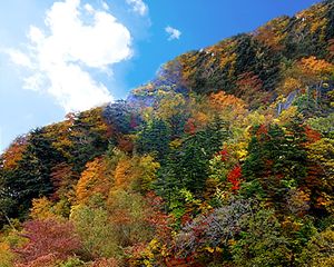 【紅葉・見ごろ】石鎚スカイライン