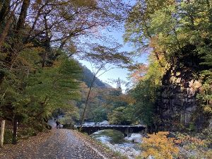 【紅葉・見ごろ】面河渓