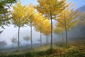 【紅葉・見ごろ】高野展望台 イチョウ