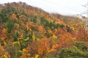 【紅葉・見ごろ】六十里越峠