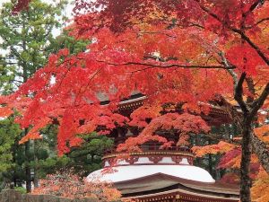 【紅葉・見ごろ】高野山