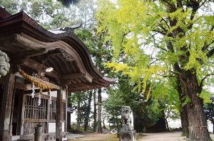 【紅葉・見ごろ】椿八幡宮