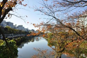 【紅葉・見ごろ】外濠公園