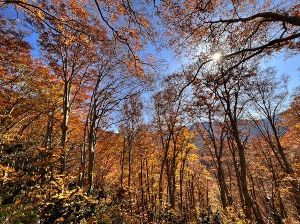 【紅葉・見ごろ】奥胎内