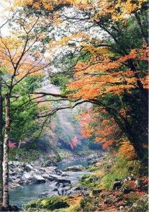 【紅葉・見ごろ】長門峡