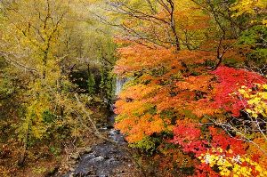 【紅葉・見ごろ】八雲町雲石峠