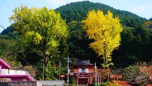 【紅葉・見ごろ】能満寺イチョウ