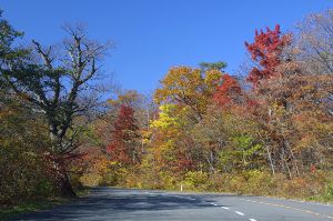 【紅葉・見ごろ】蔵王エコーライン