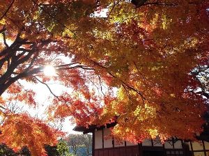 【紅葉・見ごろ】みその公園「横溝屋敷」