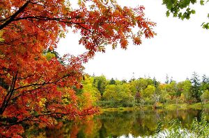 【紅葉・見ごろ】松山湿原