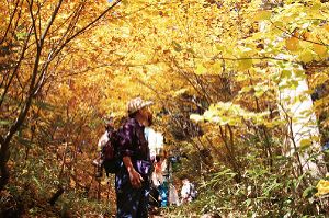 【紅葉・見ごろ】蓮華の森自然遊歩道