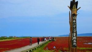 【紅葉・見ごろ】能取湖サンゴ草群落地