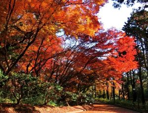 【紅葉・見ごろ】須磨離宮公園