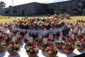 フレサよしみフラワーフェスタ（フレサよしみアートフェスタ）