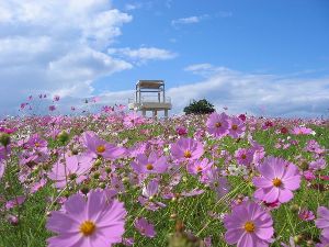 中尾山コスモスまつり