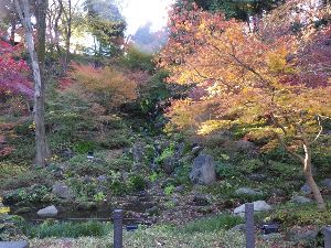 【紅葉・見ごろ】芝公園