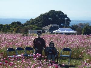 海が見えるコスモス畑