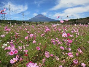 富士山すそのパノラマロードコスモスまつり