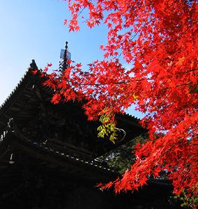 【紅葉・見ごろ】法華山一乗寺